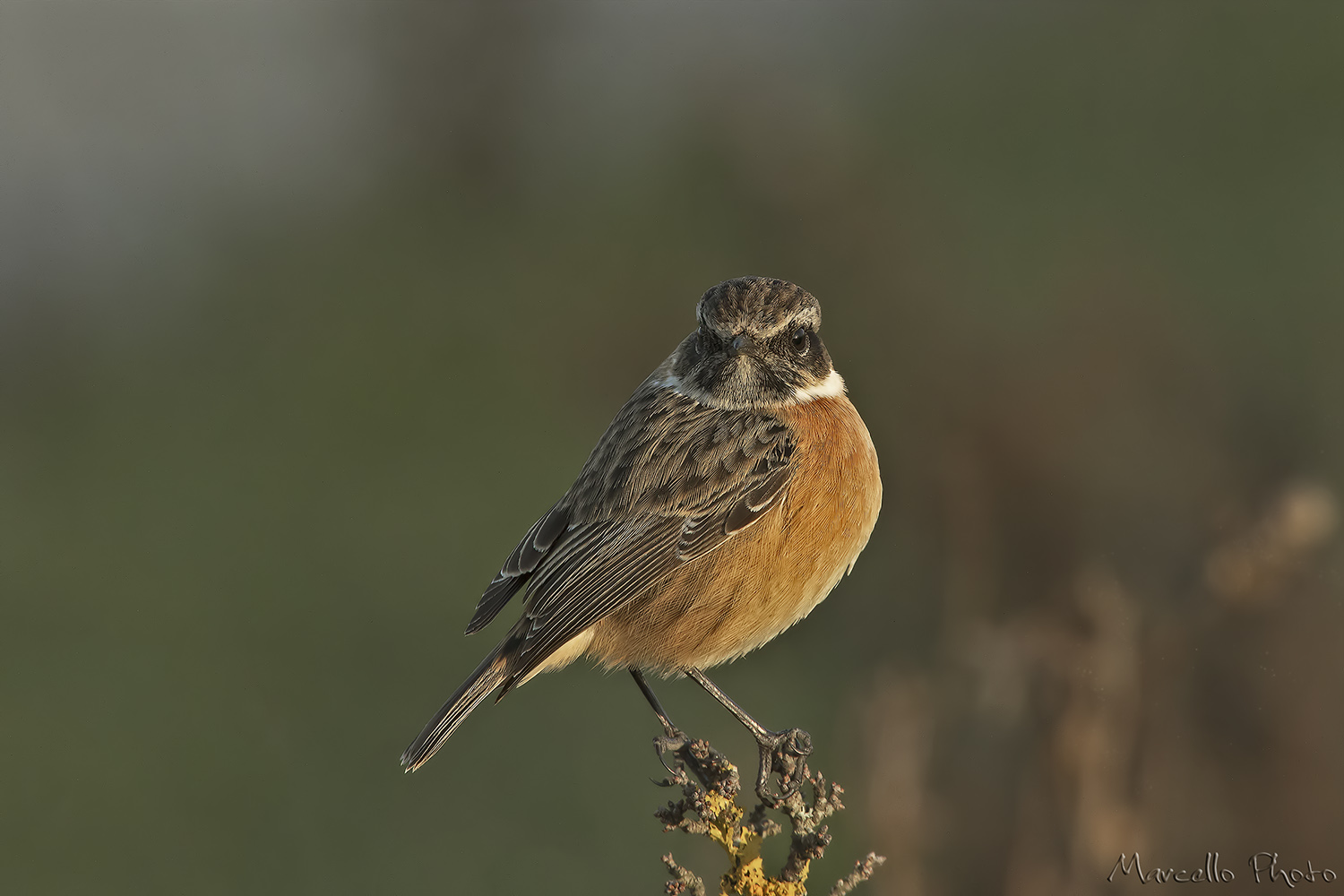 Maschio di Saltimpalo (Saxixola rubicola) alle prime luci dell'alba.