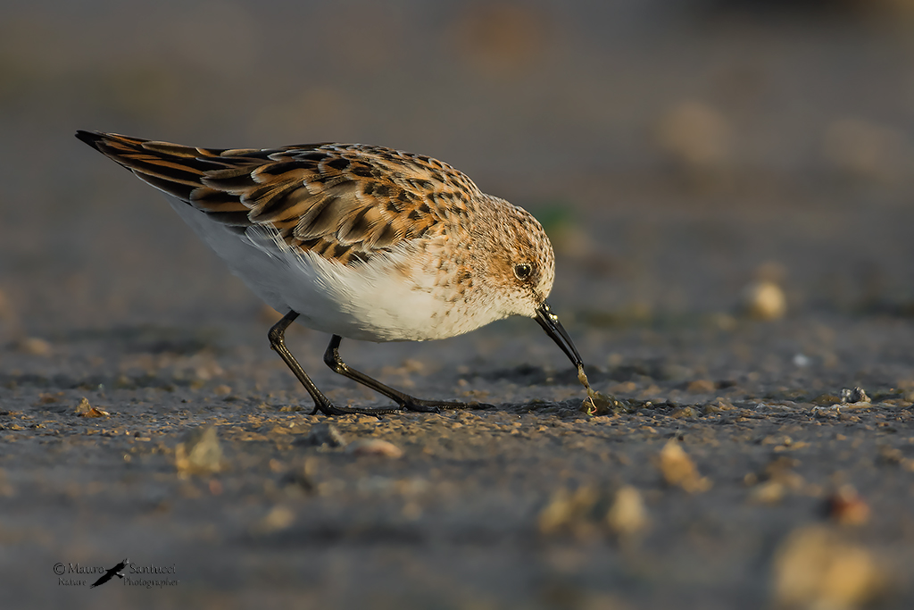 Gambecchio in cerca di cibo
