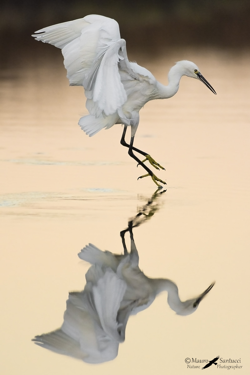 In atterraggio all'alba