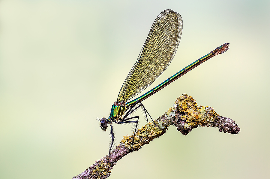 Calopteryx splendens per un Buon Natale