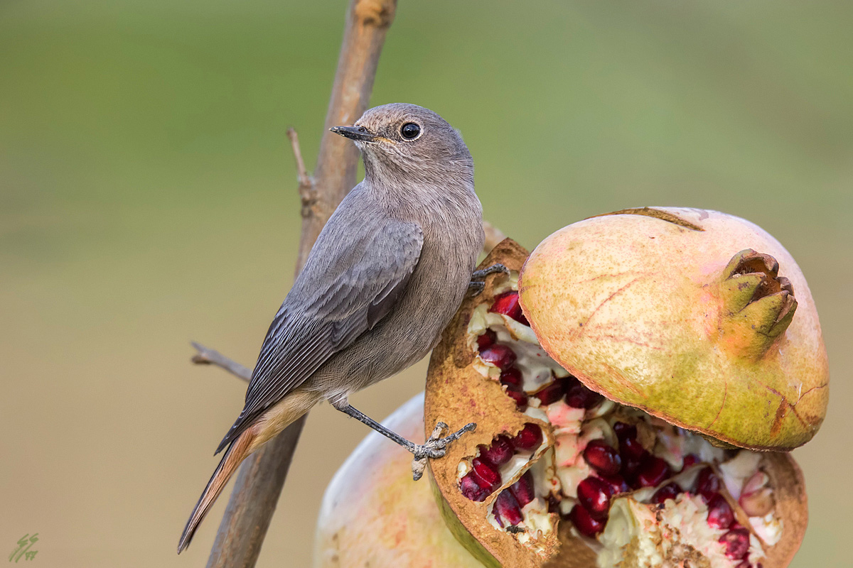 ..codirosso spazzacamino..