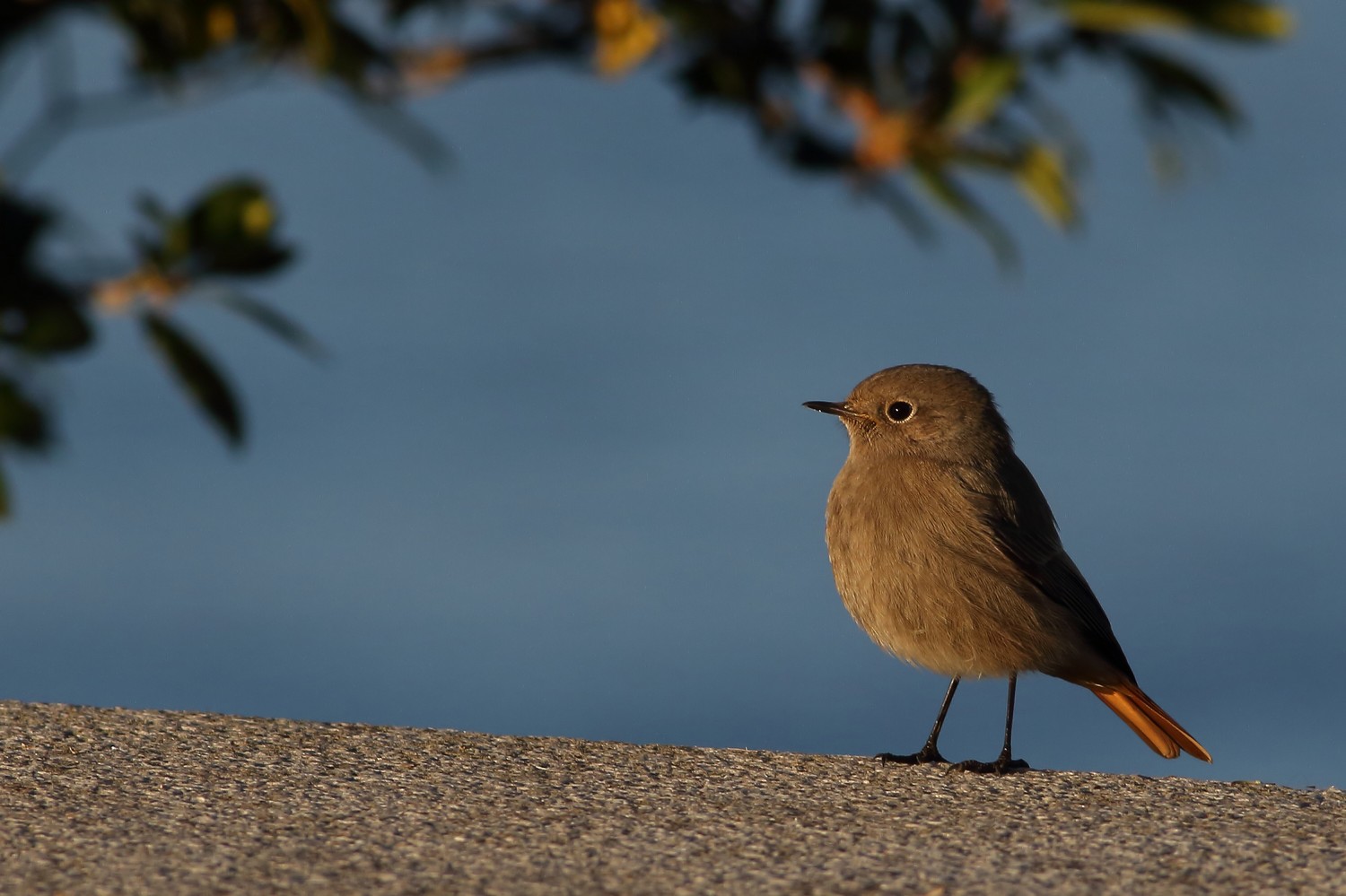 Codirosso spazzacamino