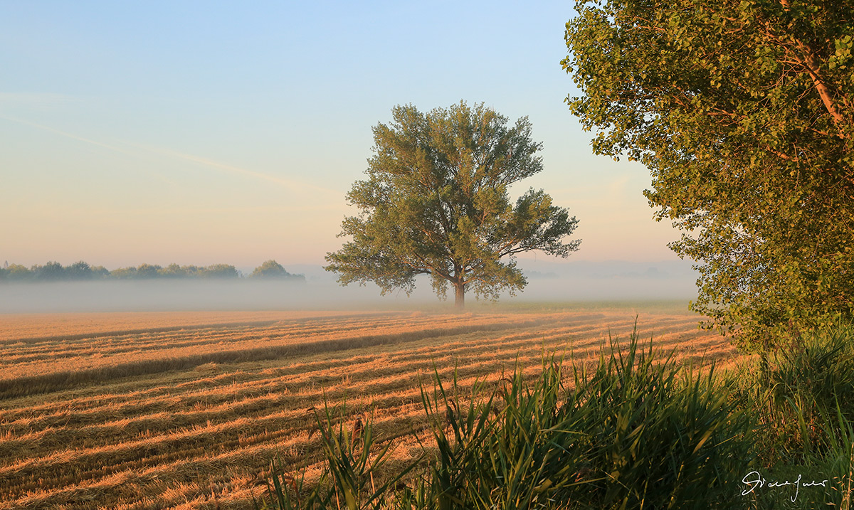 Alba nella pianura bolognese