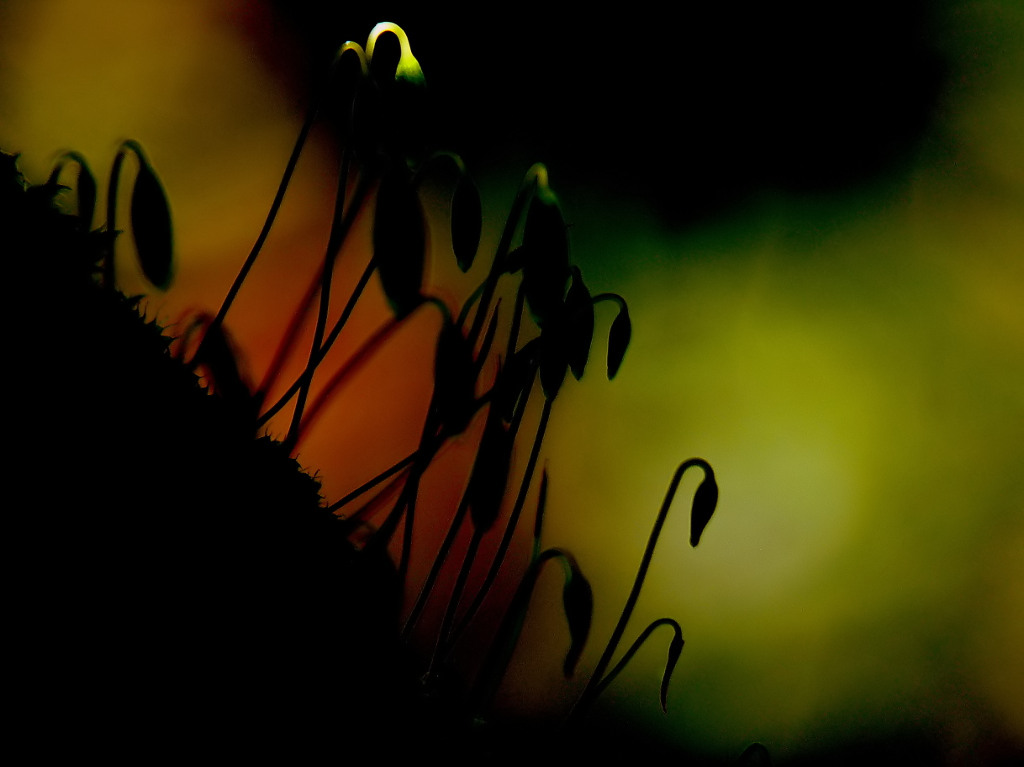 *** Un raggio di sole ***