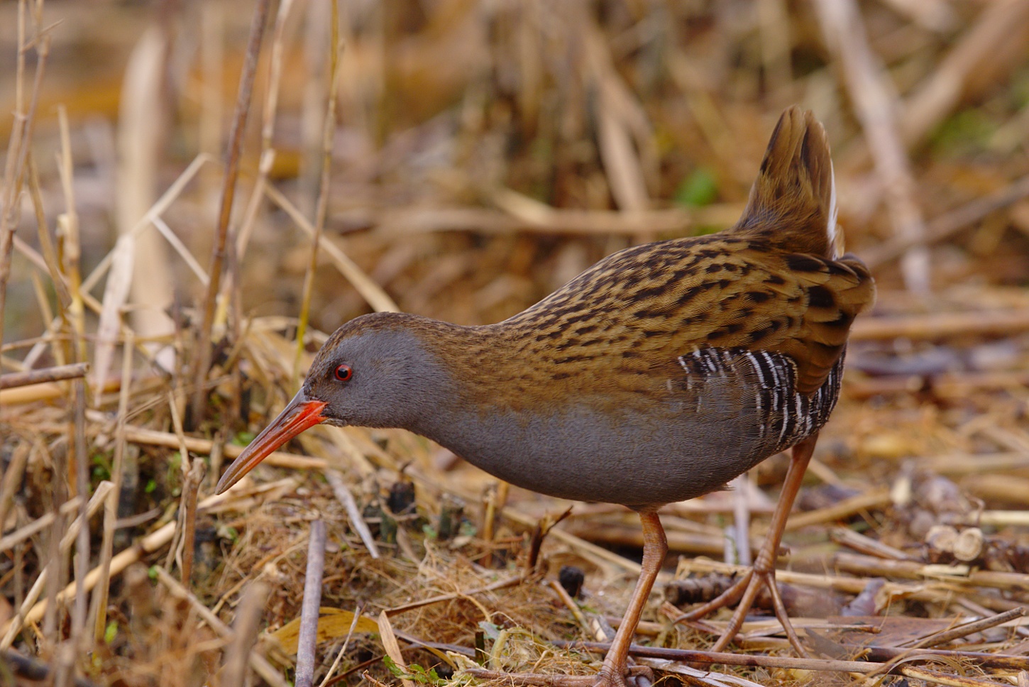 porciglione natalizio