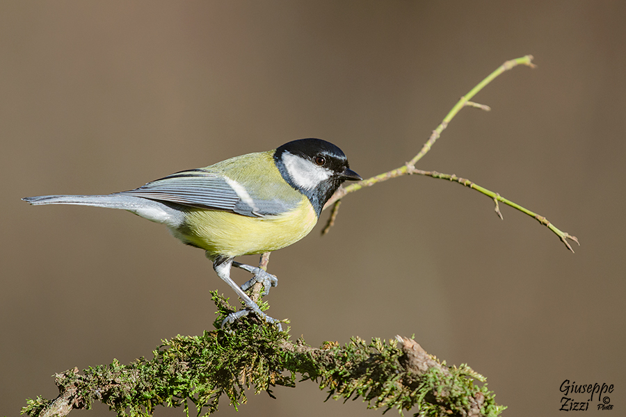 Parus major