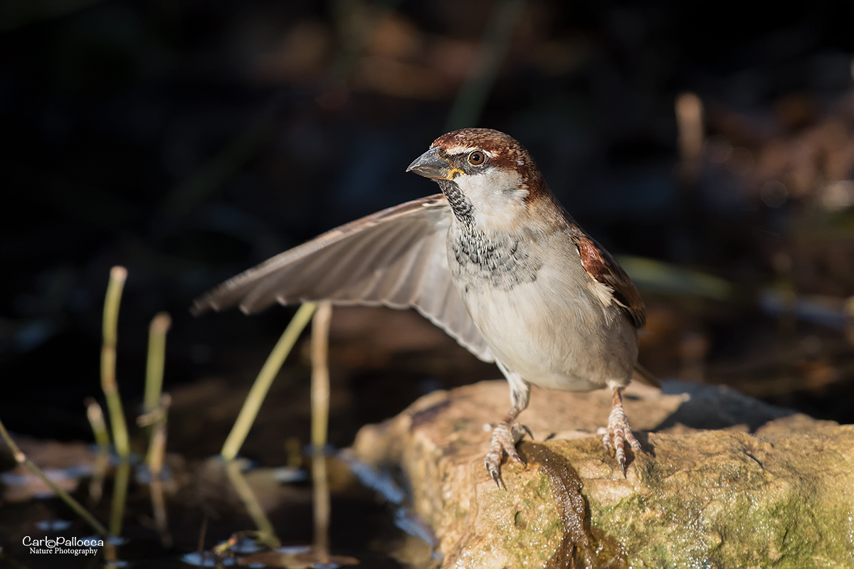 ..� andato di la.....