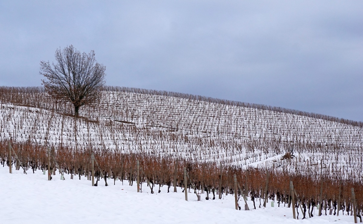 il guardiano della vigna