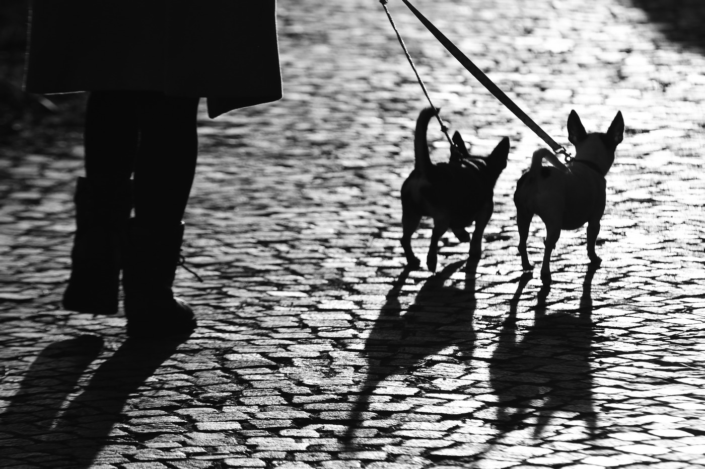 l'ombra dei toporagni...