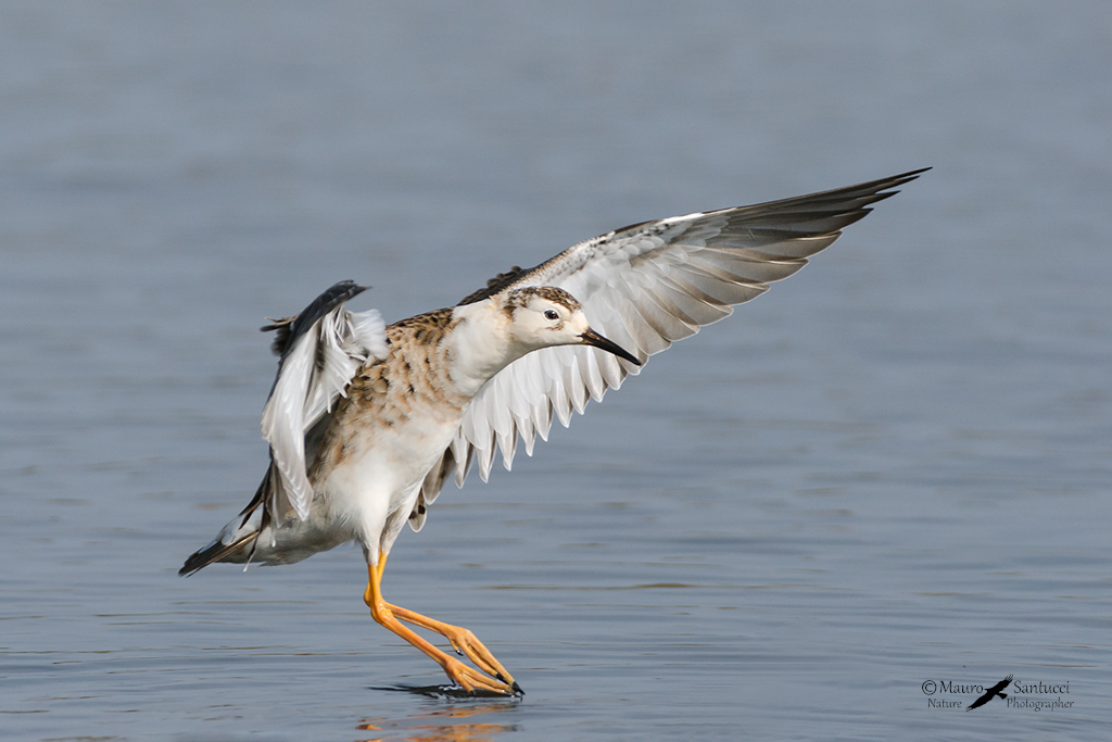 Combattente_ diagonale acquisita