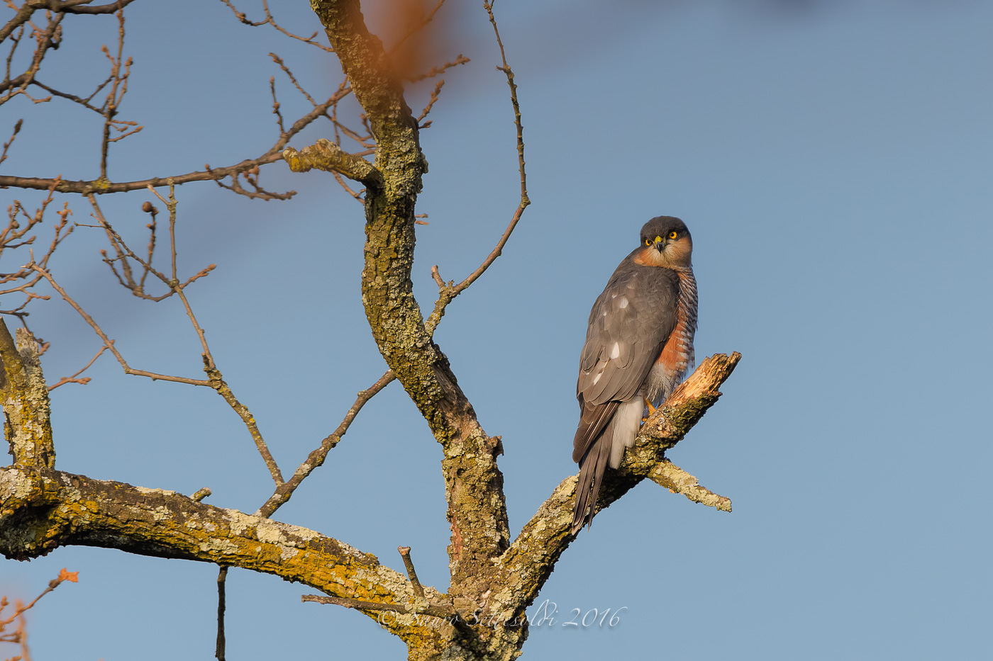 Un simpatico Sparviero