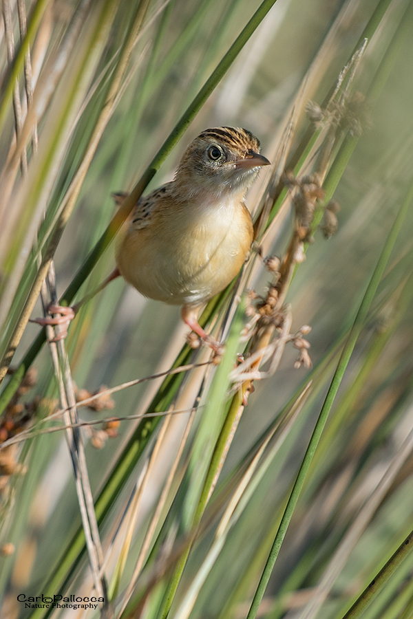 Beccamoschino equilibrista!!!!