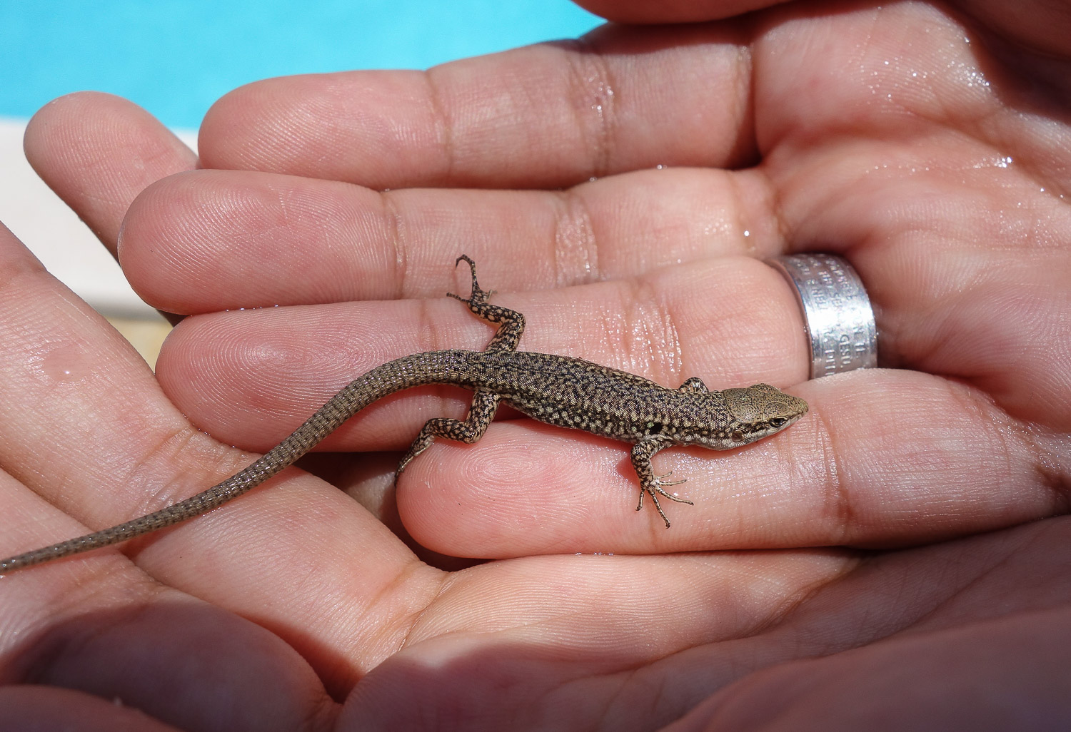 salvata dalle acque...