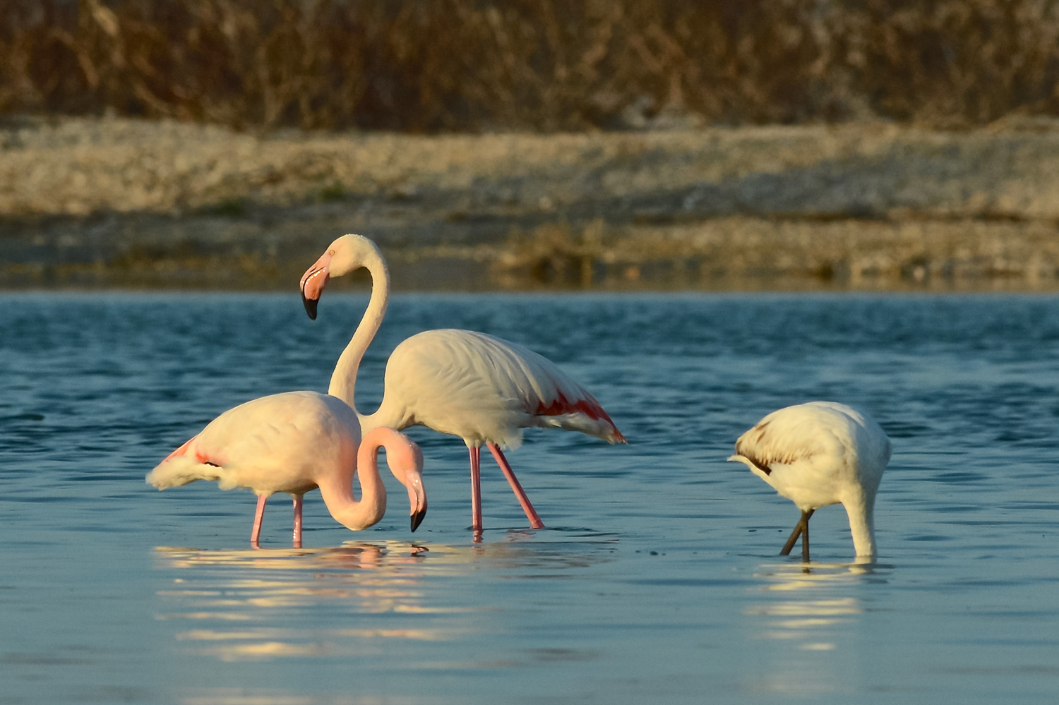 Fenicotteri al tramonto