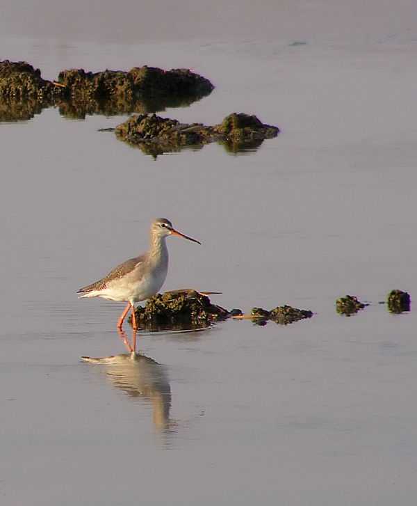amcora un totano moro in abito invernale