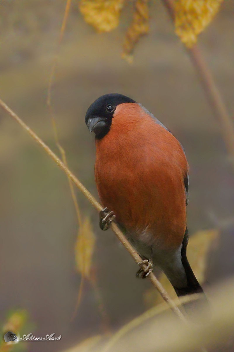 Ciuffolotto ( Pyrrhula pyrrhula )