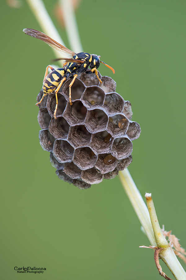 ..esagoni perfetti...