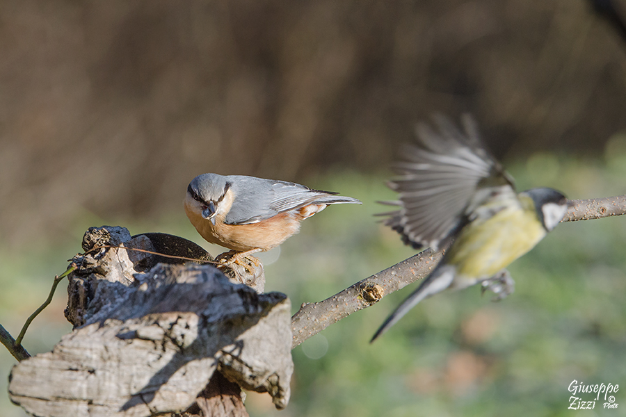 Elemento di disturbo