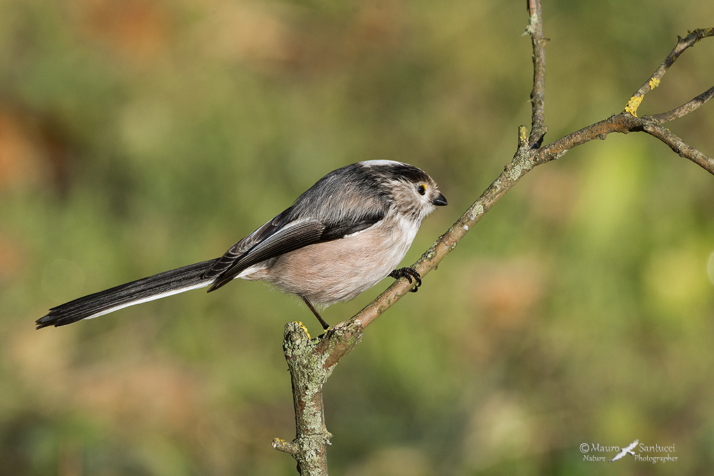 Codibuglolo_Aegithalos caudatus