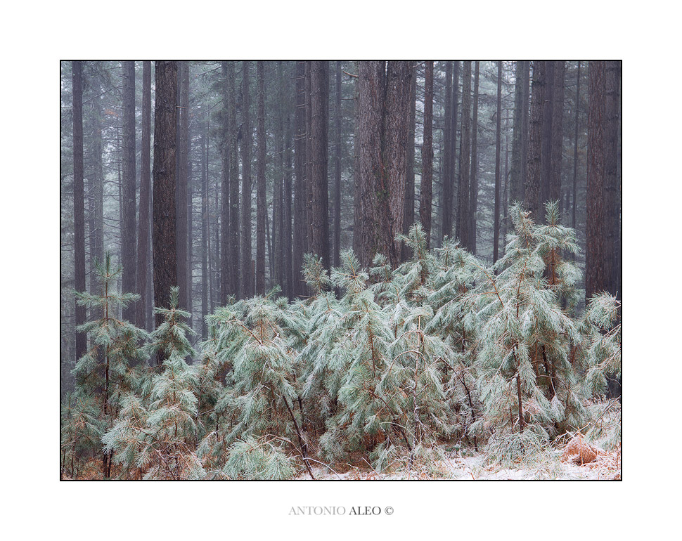 Anime nel Purgatorio