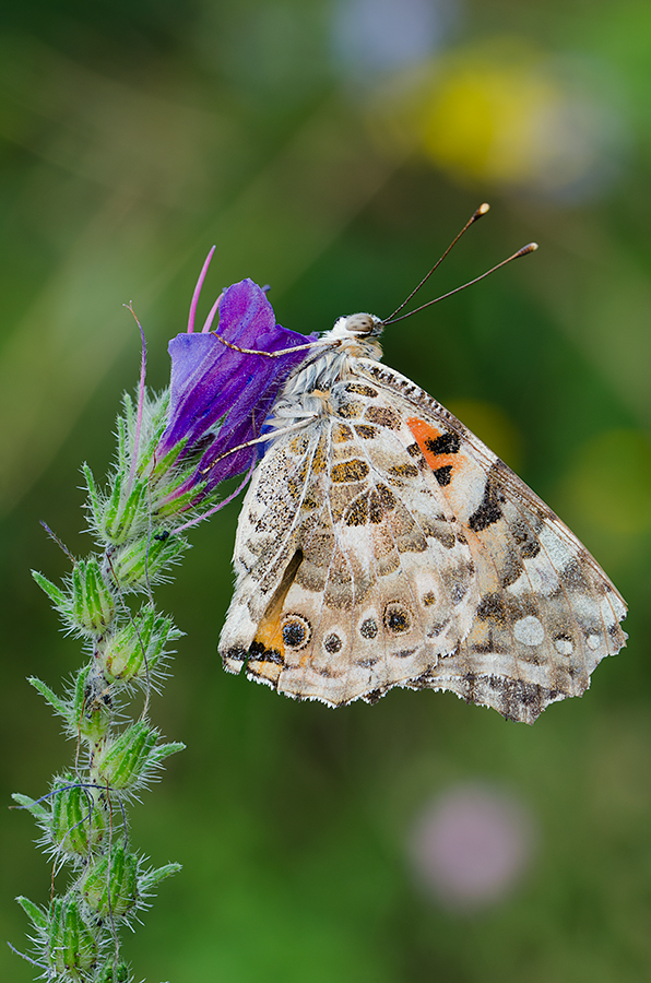 Vanessa Cardui