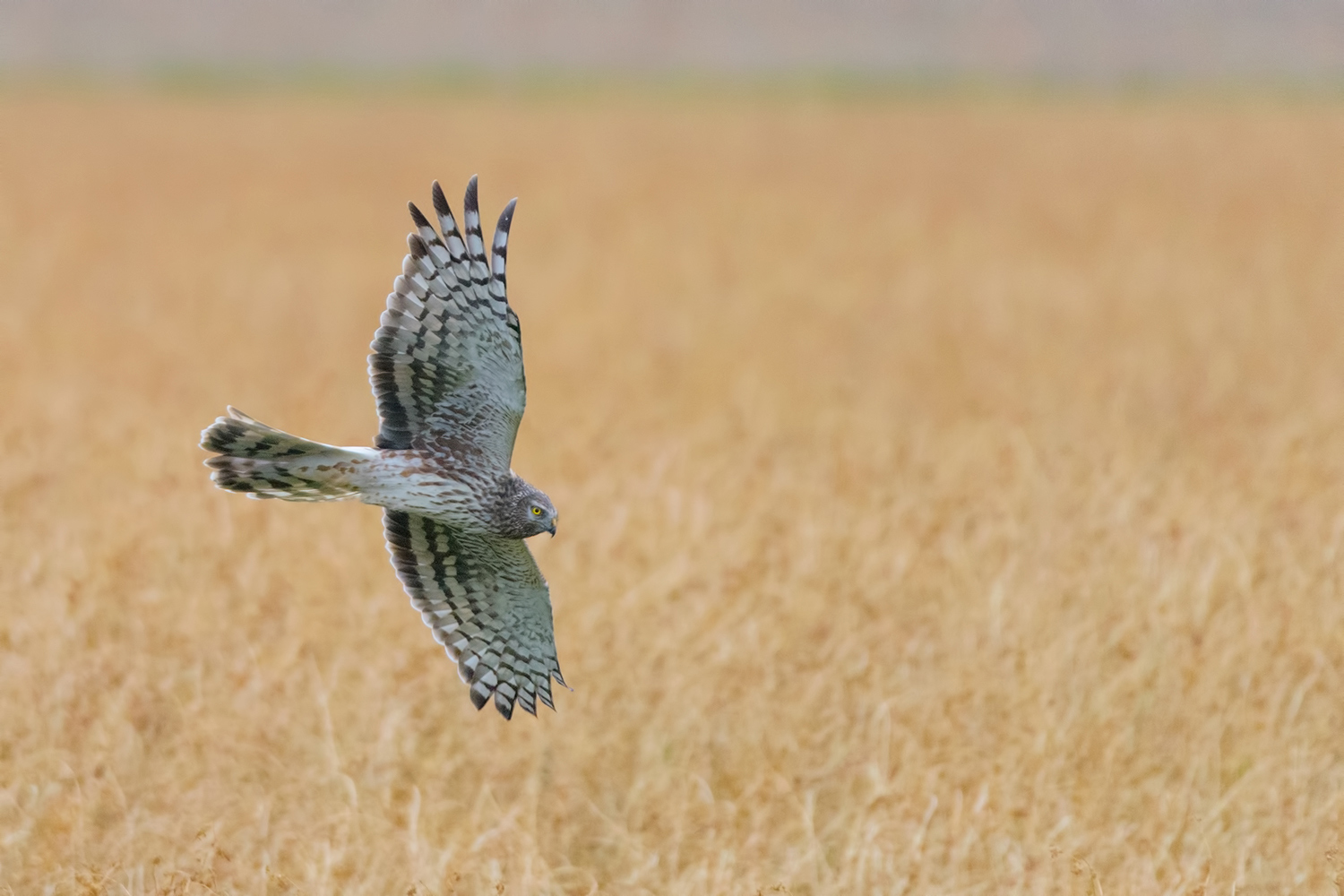 una bella albanellina