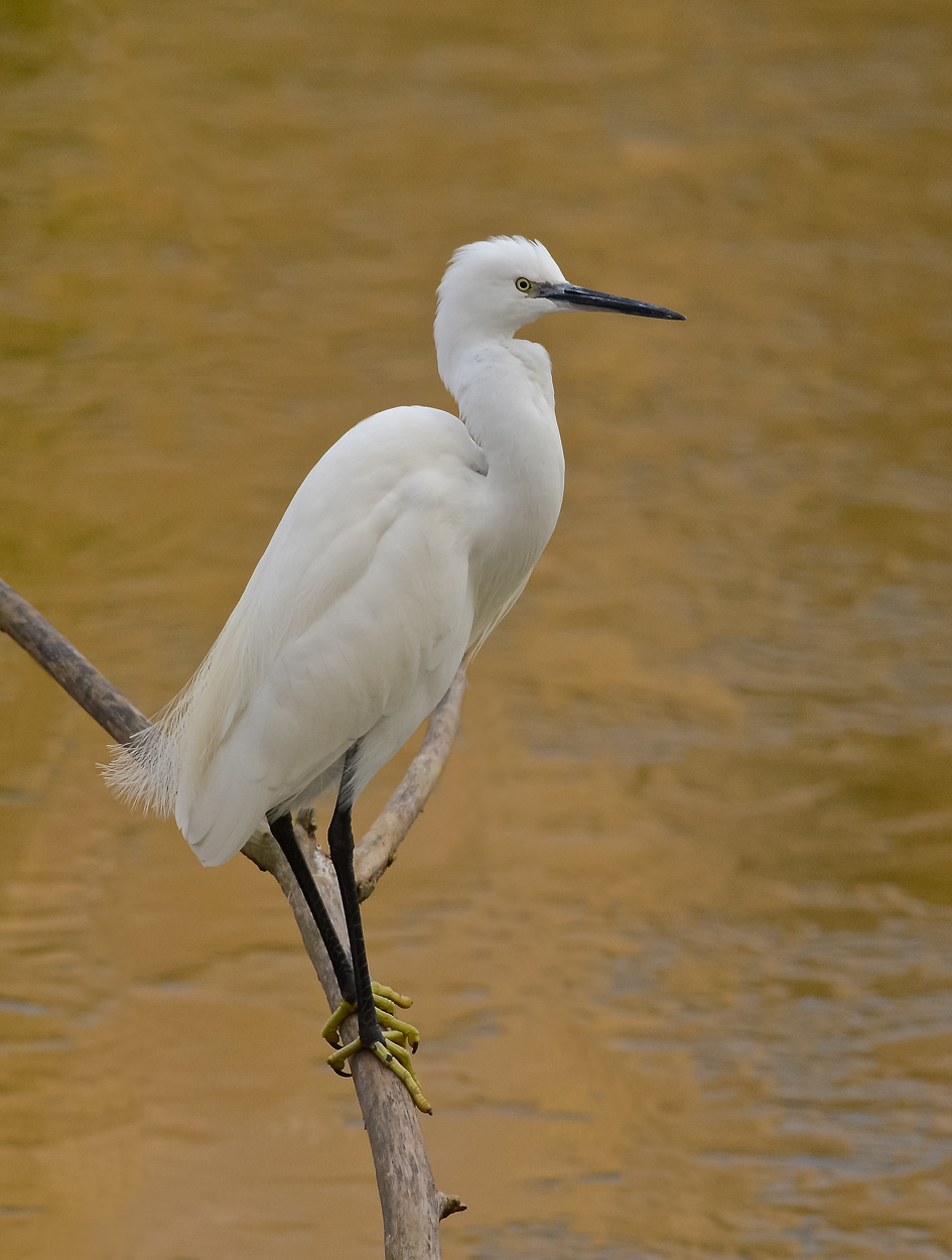 Il guardiano del lago ghiacciato