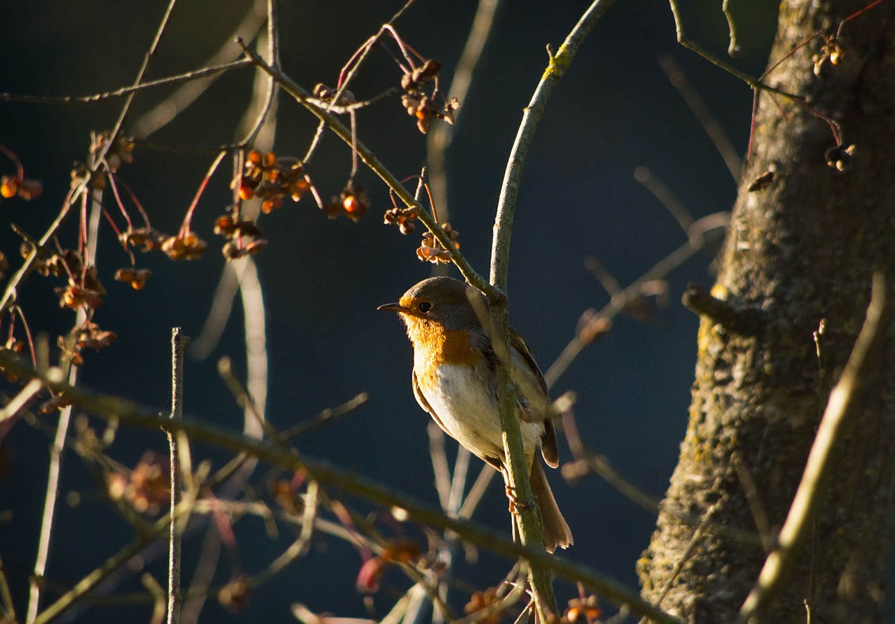 Pettirosso a villa Ada