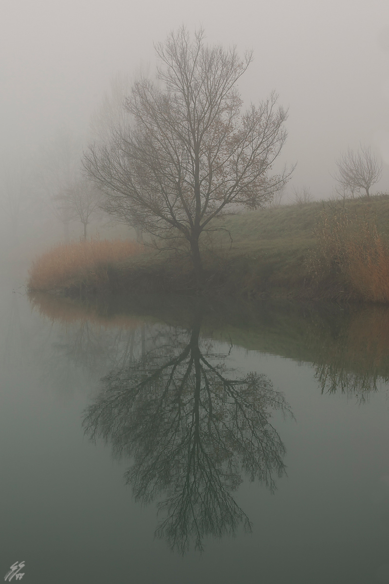 ..riflessi nella nebbia..