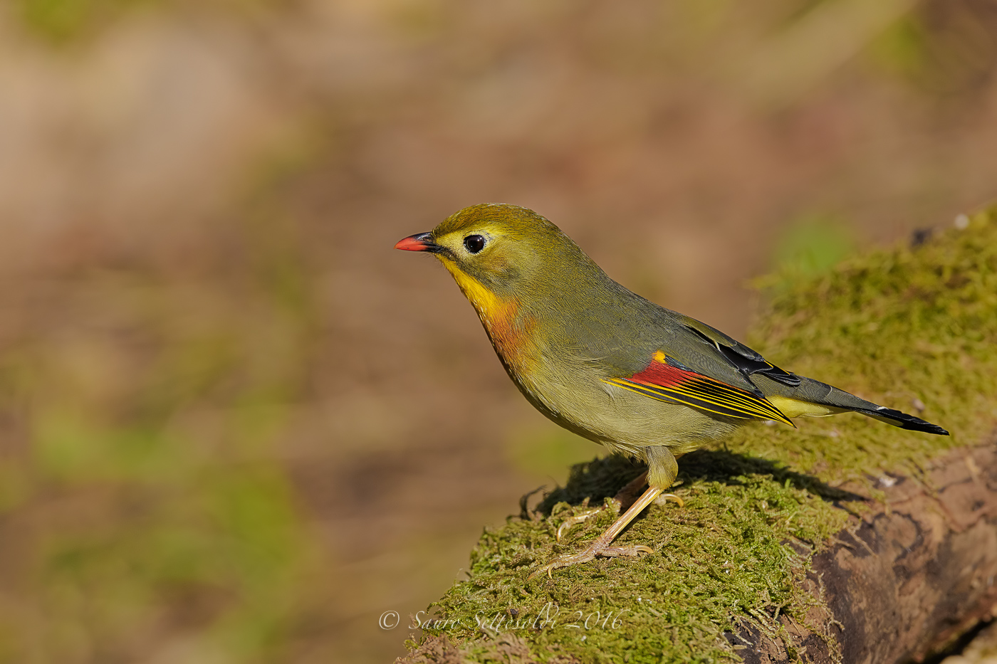 Usignolo del Giappone