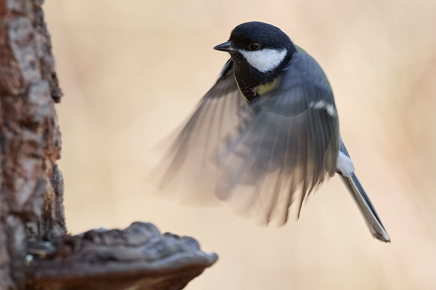 Cinciallegra's landing