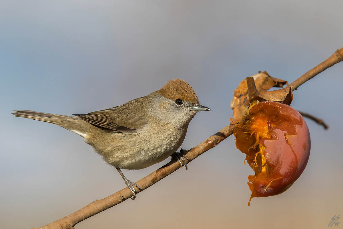 ..capinera femmina..