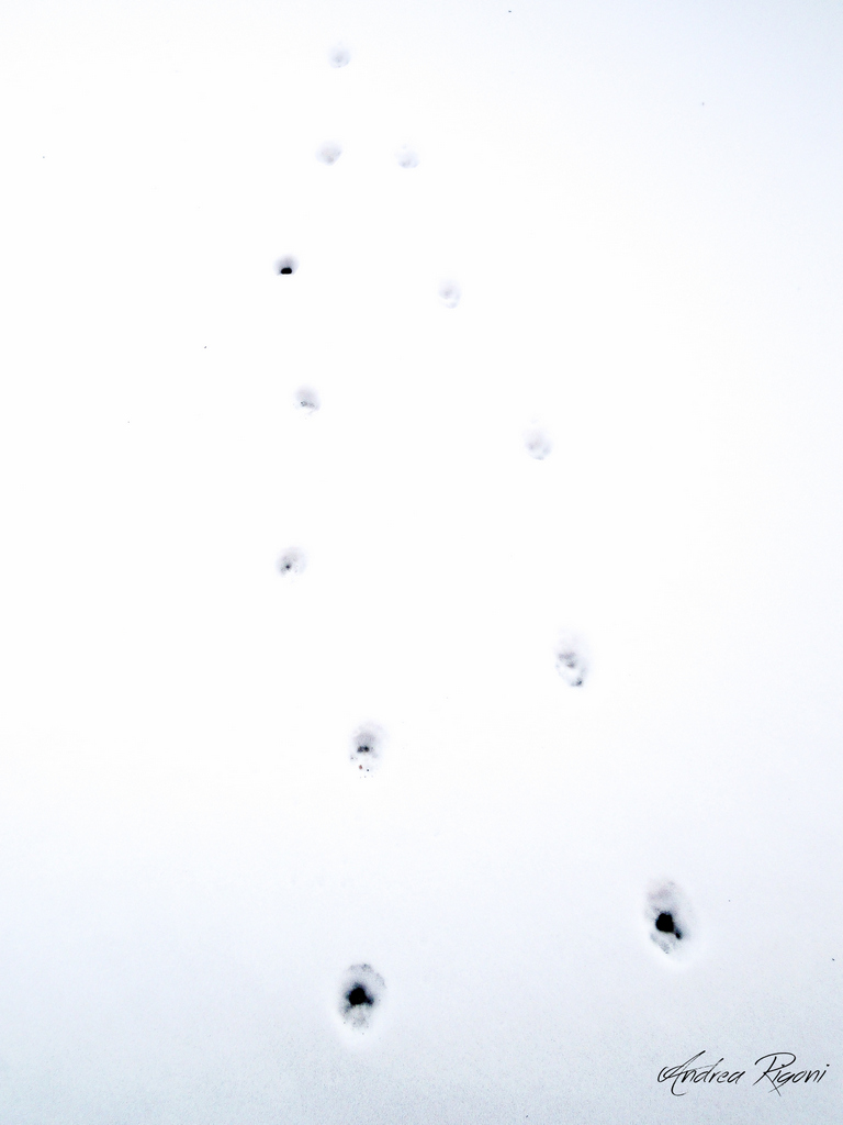 Minimal Fingerprints