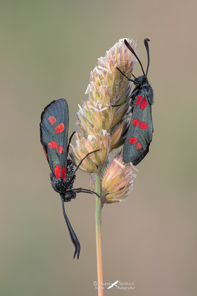 Zygaena filipendulae