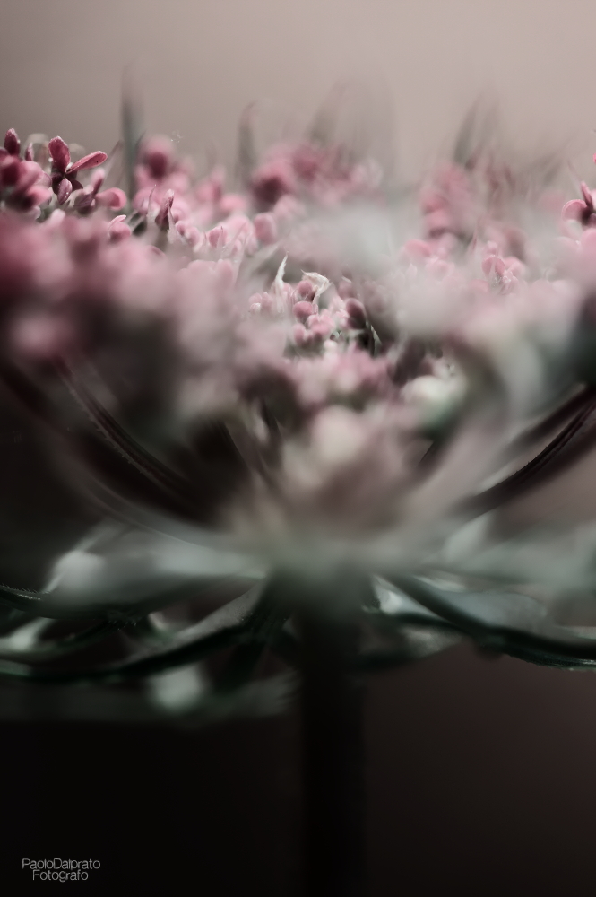 Non faccio foto di fiori