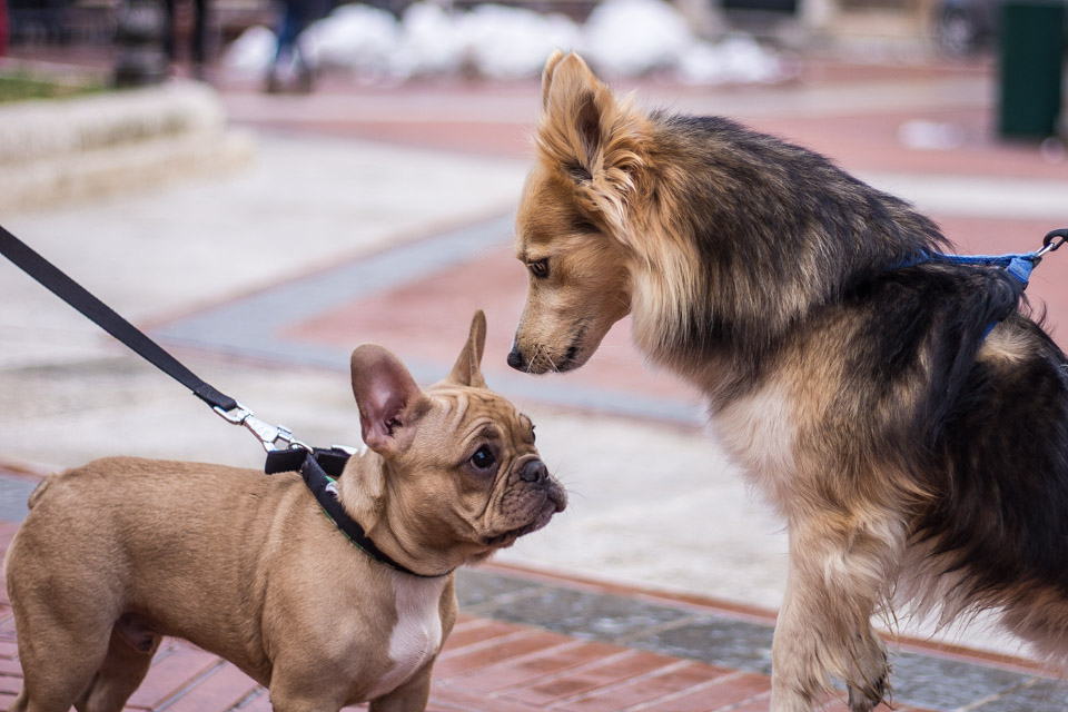 Simpatici personaggi a 4 zampe
