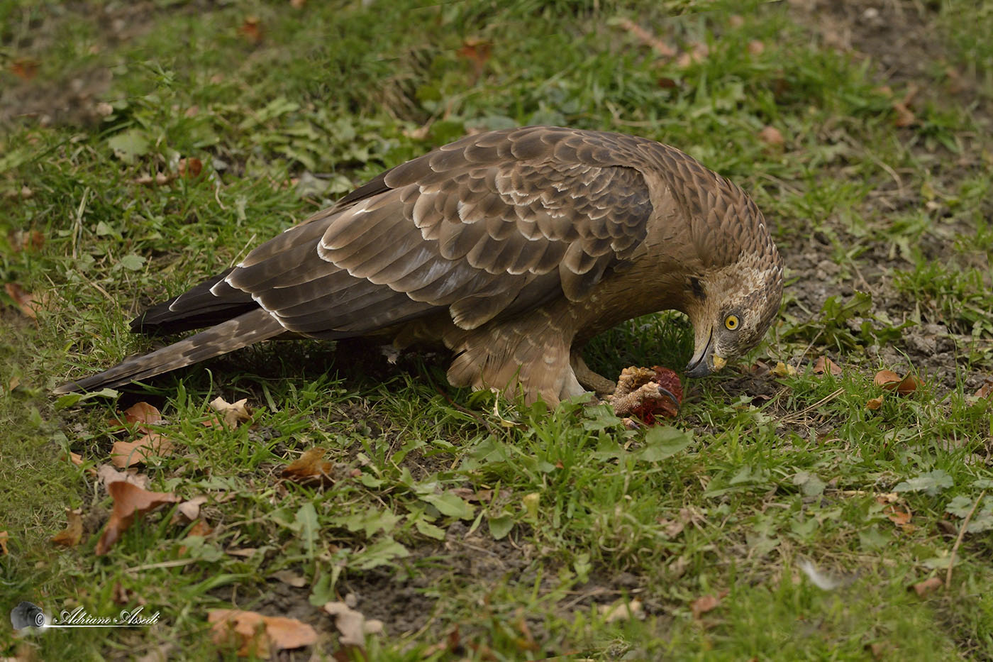 Poiana ( Buteo buteo )
