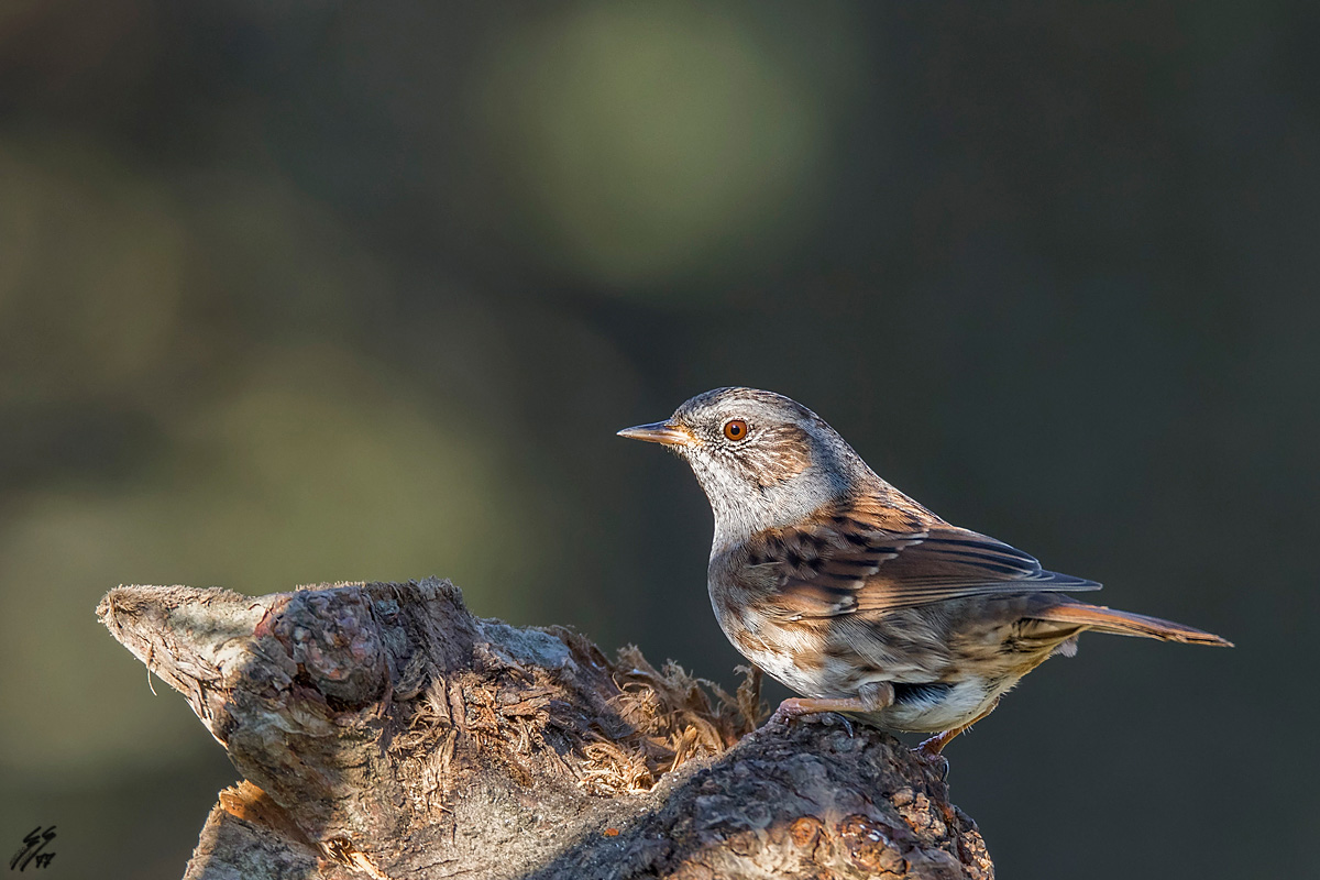 ..passera scopaiola..