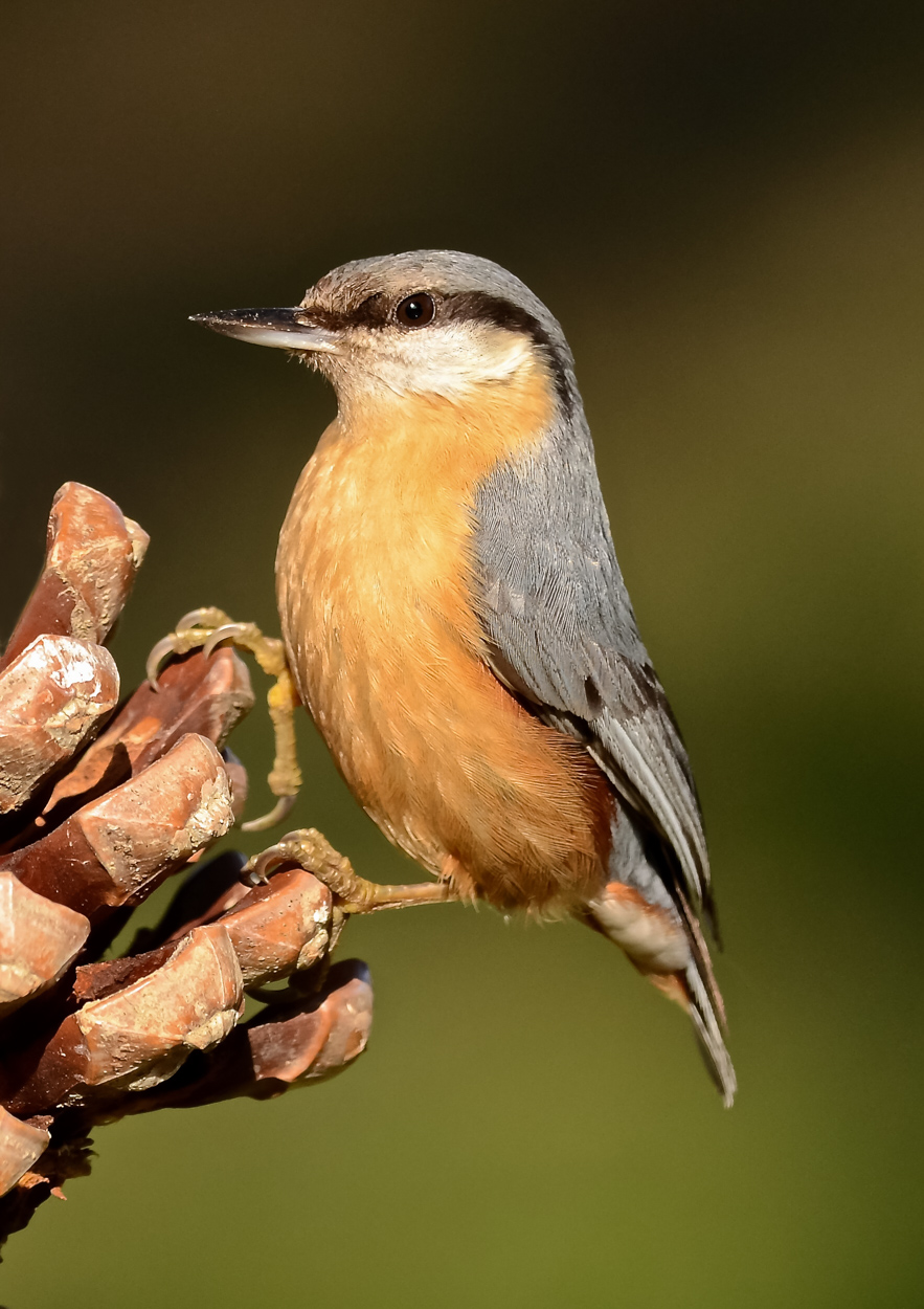 Trilogia...poi basta...