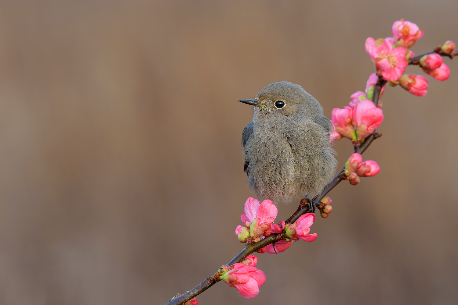 Porto fiori alle mie donne