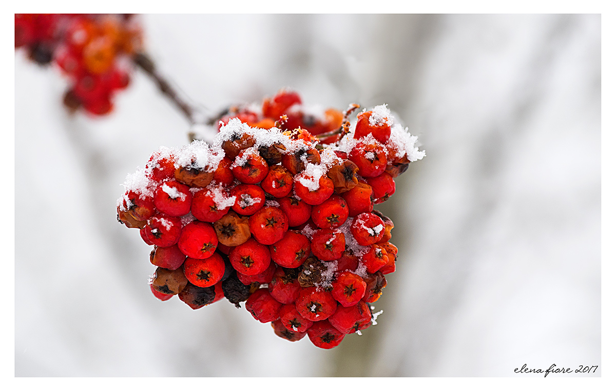 Sorbo degli uccellatori
