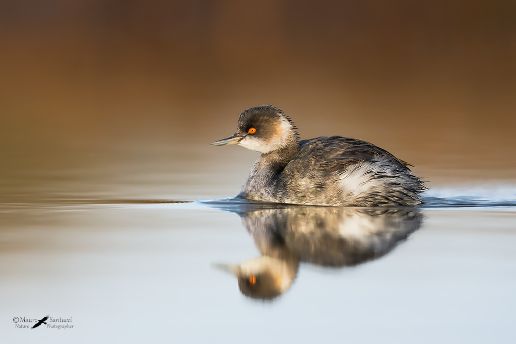Svasso piccolo all'alba