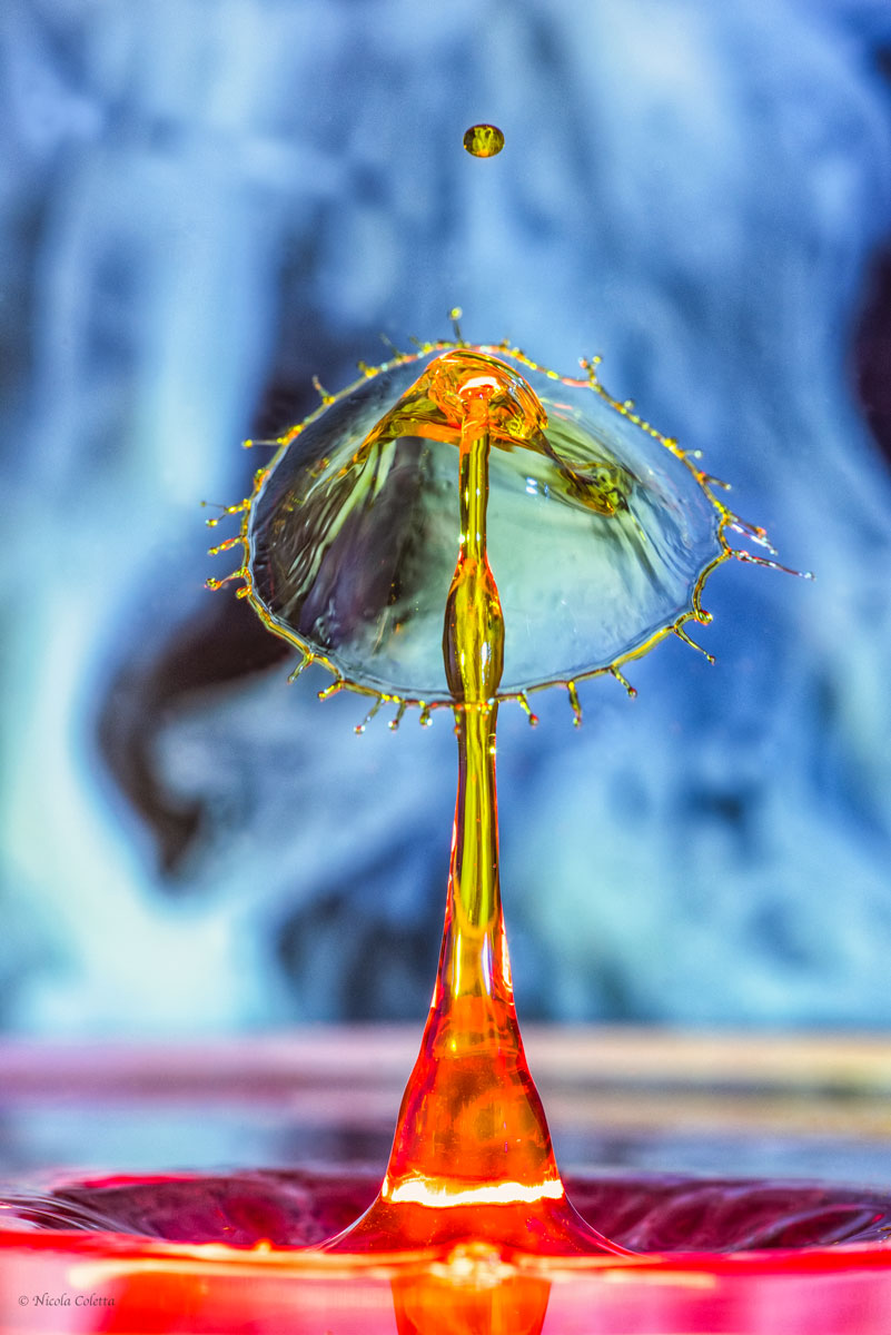 STILL LIFE MINIMONDO