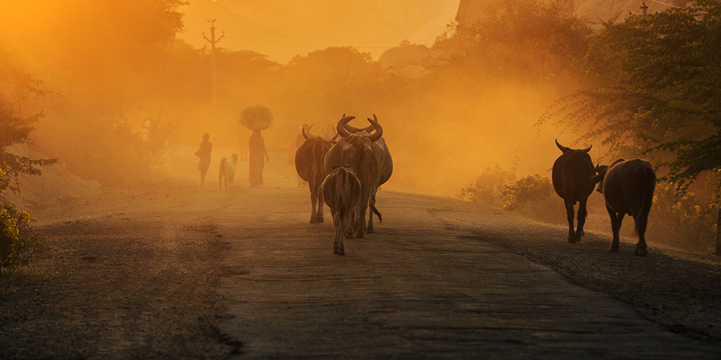 Rajasthan ritorno dei pastori versione 2