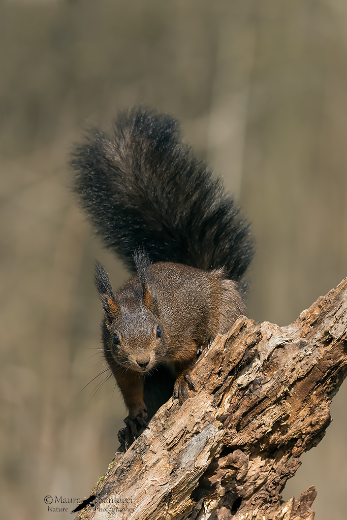 Scoiattolo comune_Sciurus vulgaris