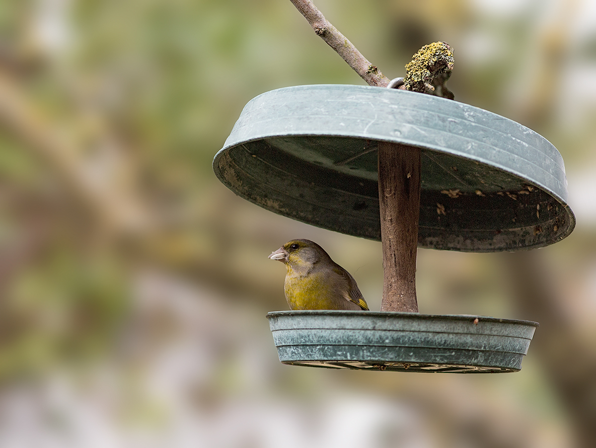 Mangiatoia fai da te