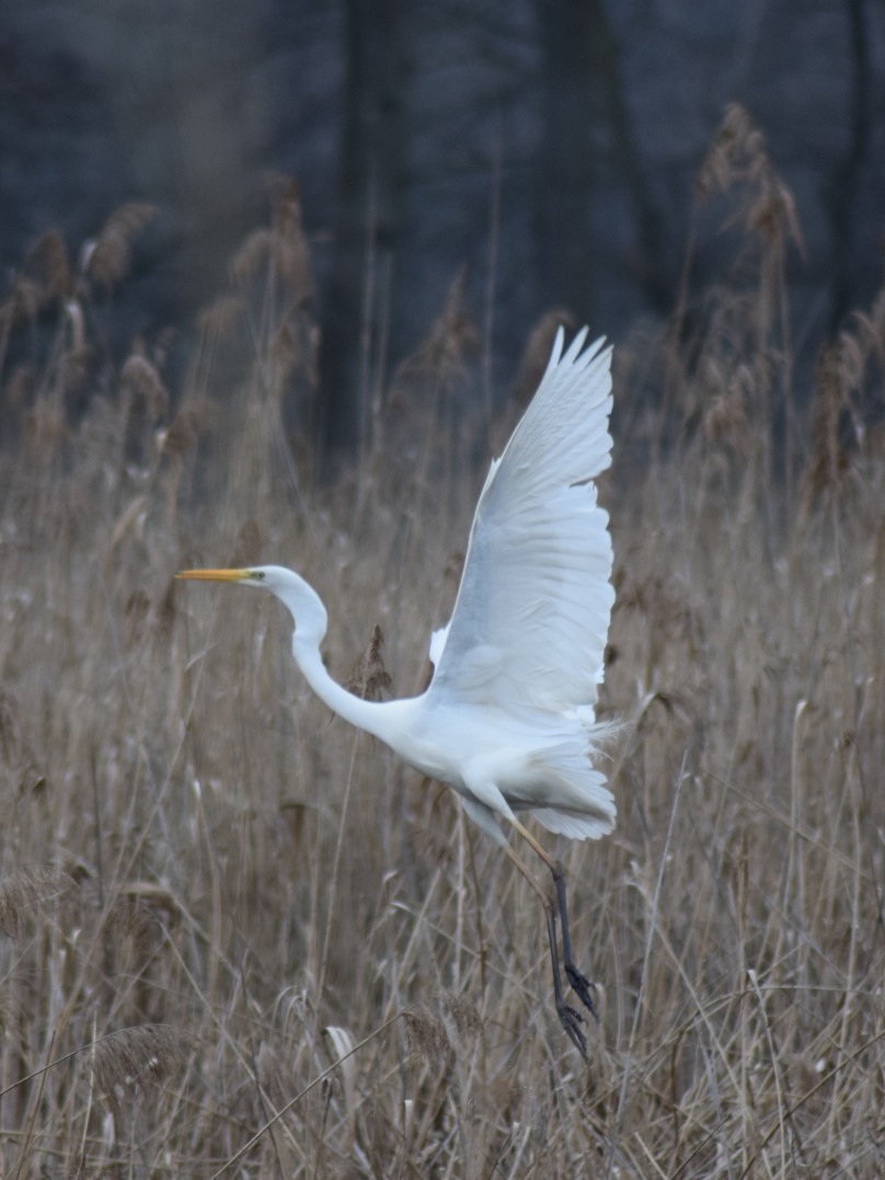 Airone pronto al decollo
