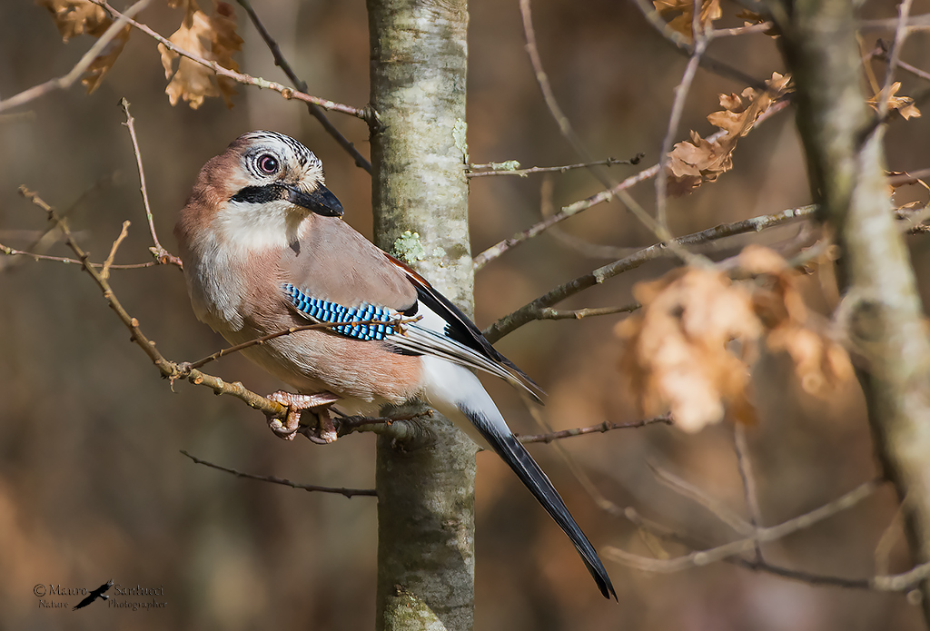 Ghiandaia_ Garrulus glandarius