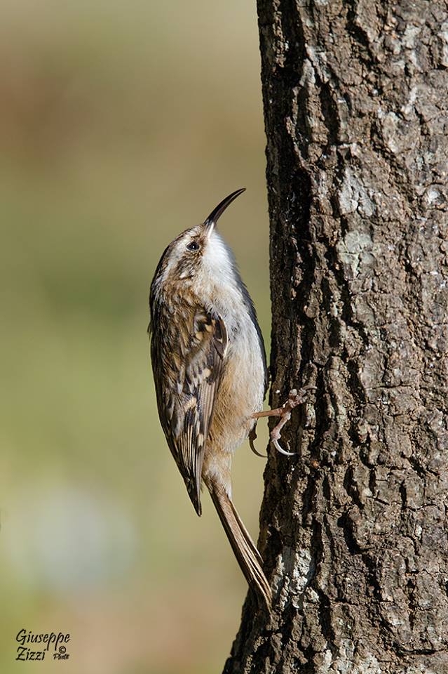 ANCORA UCCELLINI!!!!