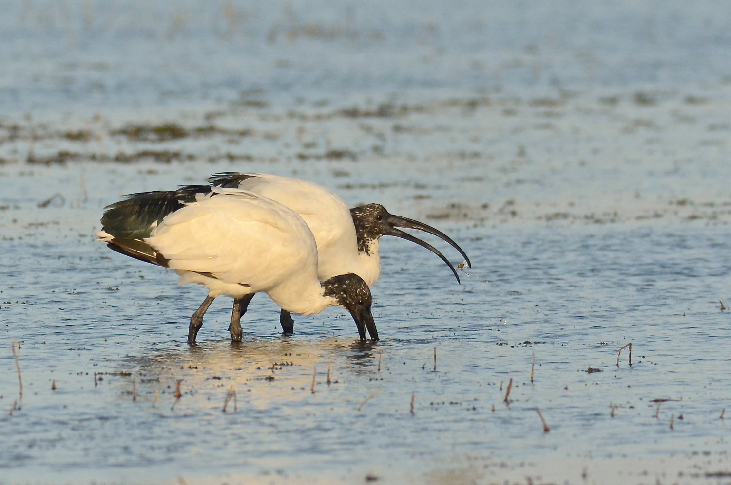Ibis sacro con preda